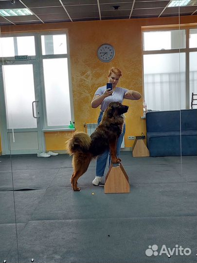 Дрессировка собак кинолог