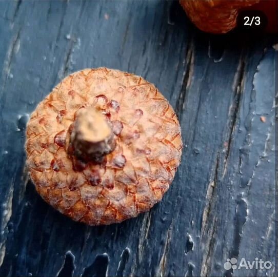 Желуди красного дуба