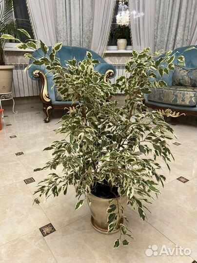 Бенджамина (фикус, большие цветы)