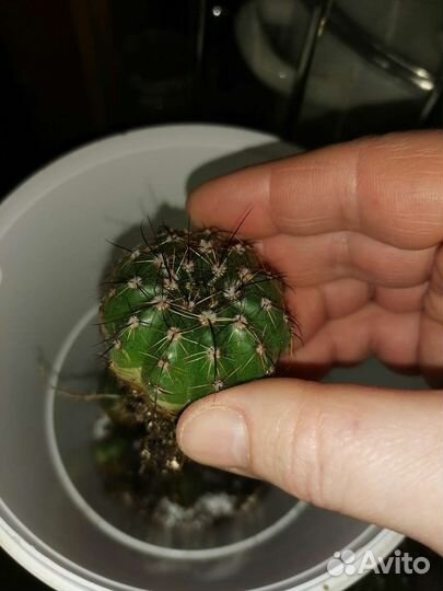 Нотокактус