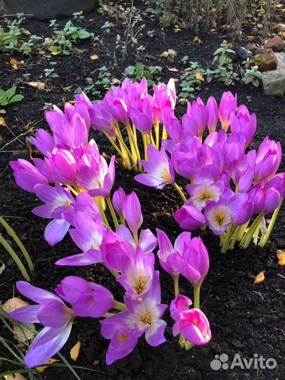 Многолетние садовые растения