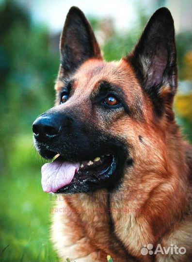 Картина по номерам 40x50 Довольный