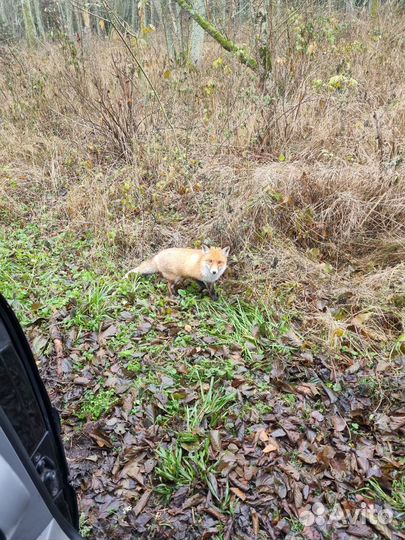 Экскурсии гид по Калининграду и области 1-6 чел