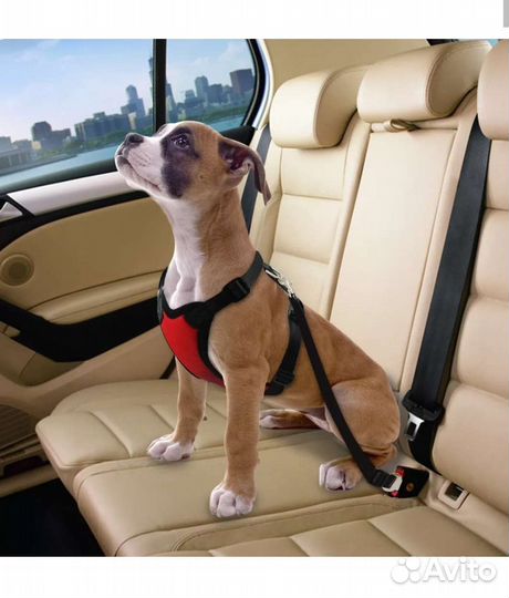 Автомобильный ремень безопасности для собак