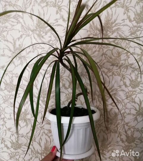 Гибискус купера, драцена