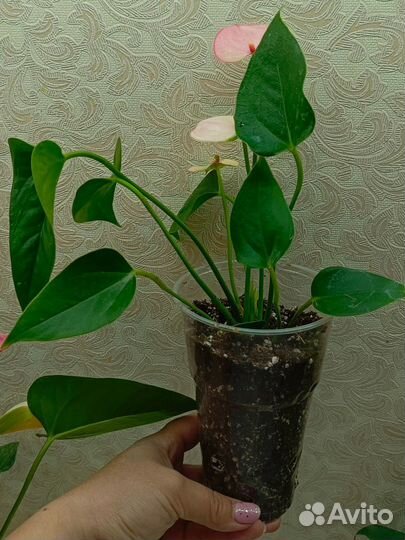 Антуриум Матата