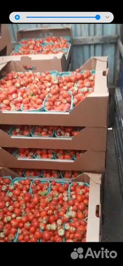 Клубника сорт Азия