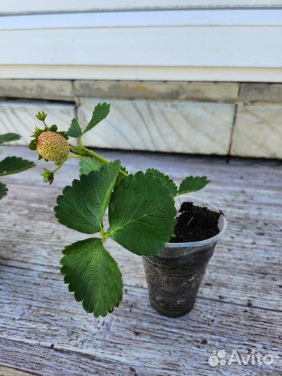 Саженцы клубники(земляники садовой крупноплодной)