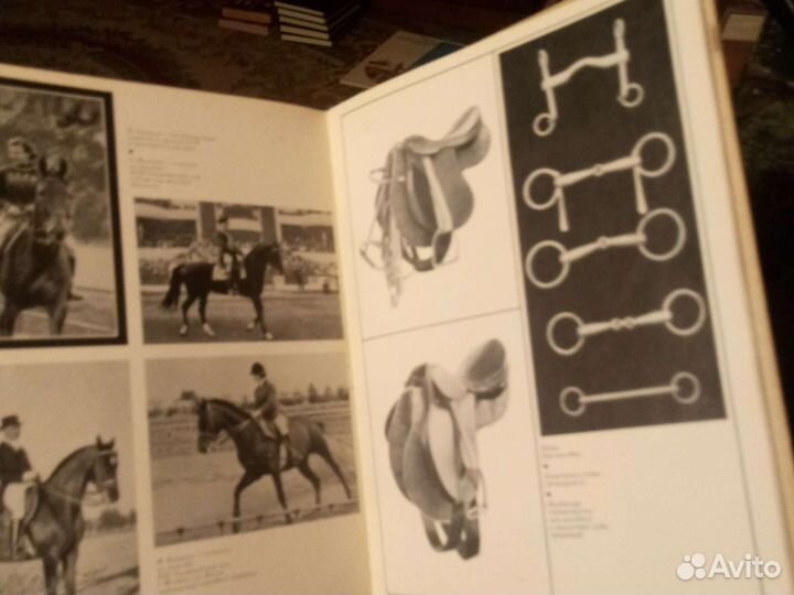 Конезавоство и конный спорт