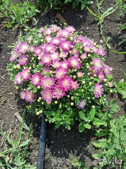 Хризантемы мультифлора