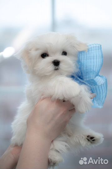 Мальтийская болонка