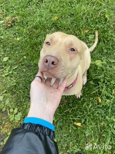 Собака питбуль