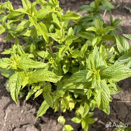 Мята перечная