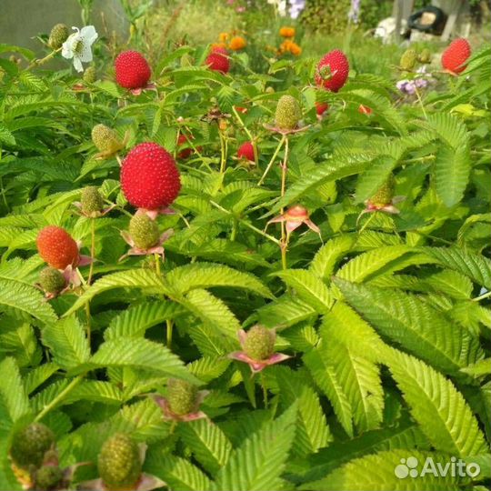 Норвежская или тибетская малина