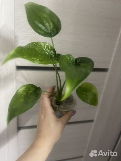 Алоказия кукулата вайт