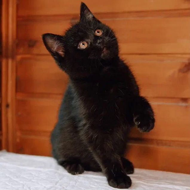 Котёнок в добрые руки