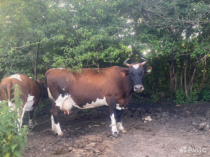 Корова дойная