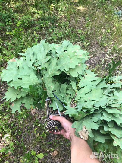 Веники дубовые