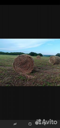Козлятник в рулонах.количество ограниченно