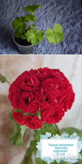 Комнатные цветы