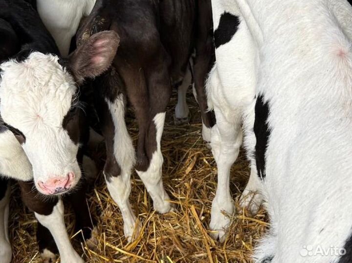 Бычки телята