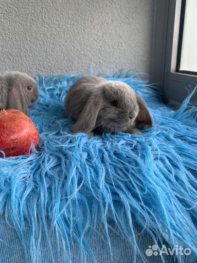 Карликовые вислоухие крольчата мардер светлый