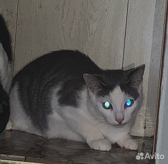 Котята 6 мес.ищут добрые ручки