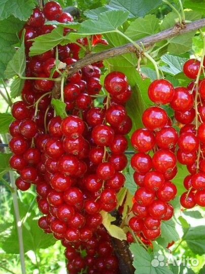 Смородина Красная и Черная - Саженцы