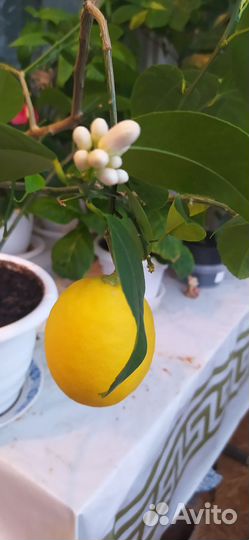 Лимонное дерево с плодами