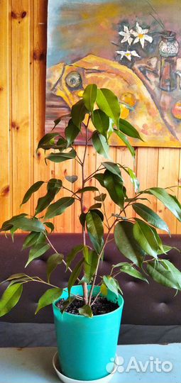 Фикус бенджамина