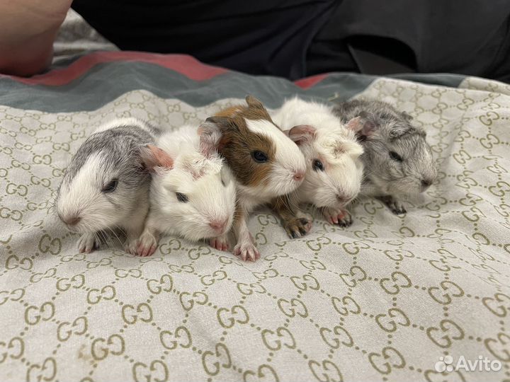 Морские свинки