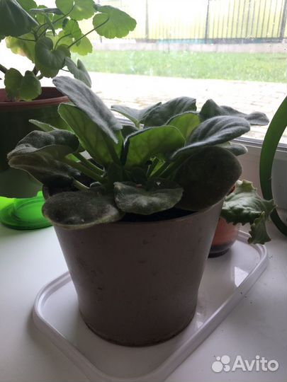 Фиалка,соллероя,стыдливая мимоза,каменная роза