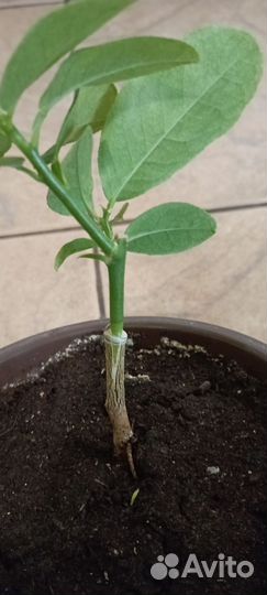 Лимонное дерево привитое