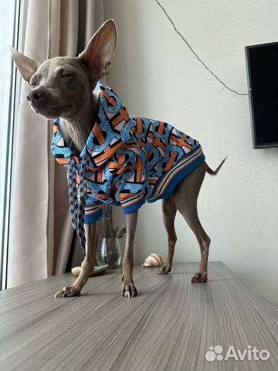 Burberry одежда для собаки, кошки. Худи, толстовка