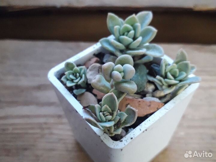 Суккуленты микс Красула, Хавортия, Эхеверия