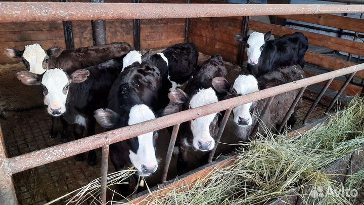 Бычки телята