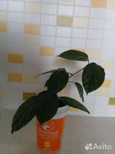 Клеродендрум,Фикус пестролистный