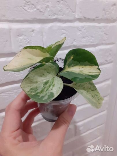 Сциндапсусы