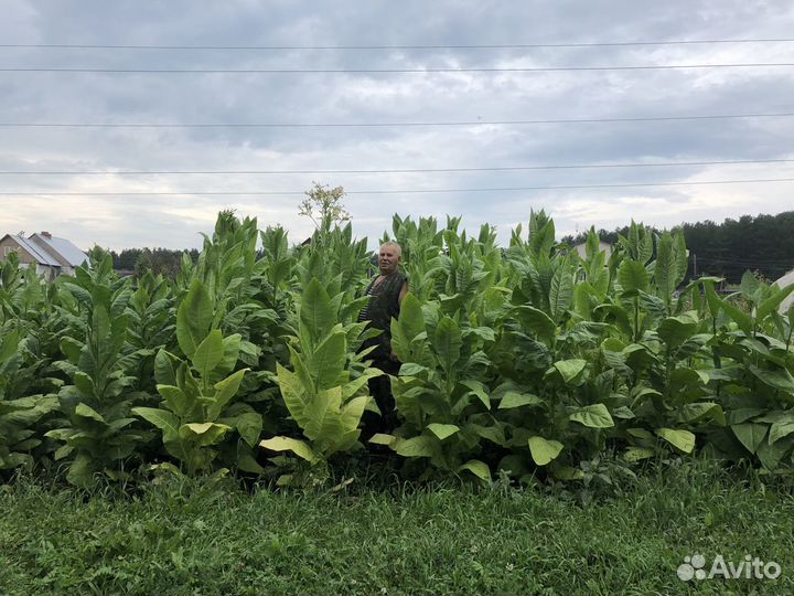 Семена и рассада табака