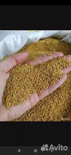 Горчица пшеница