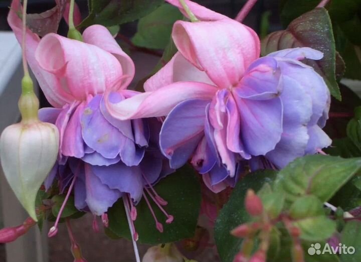 Фуксия часть 1