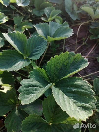 Рассада виктории