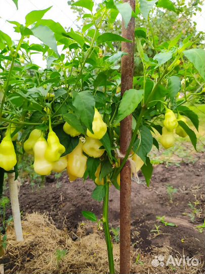 Семена самых острых перцев (суперхотов )