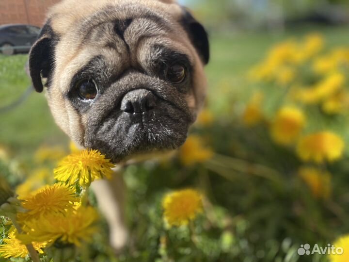 Передержка собак/кошек