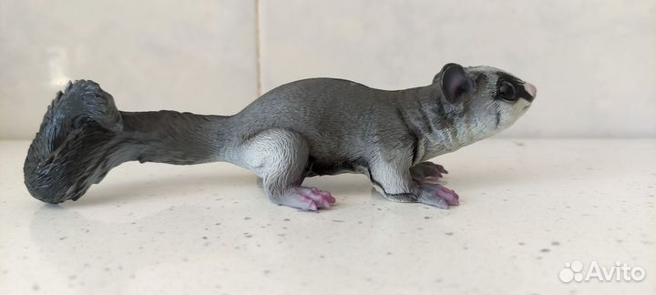 Safari сахарный поссум