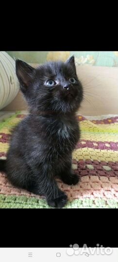 Кошка в дар бесплатно