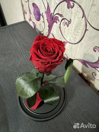 Роза в колбе