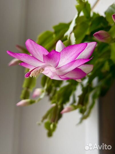 Декабрист шлюмбергера “Дарк Ева»