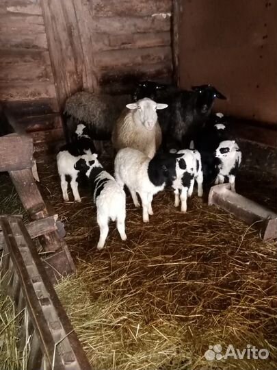 Дорпер кросс