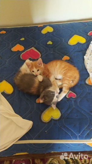 Кошка и кот в добрые руки